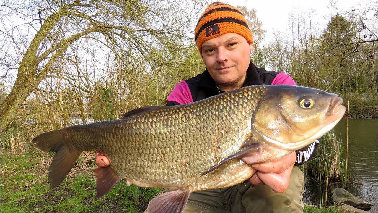 Белый амур: где водится рыба, и чем она питается, полезные свойства