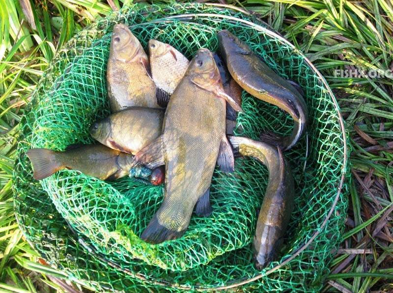 Ловля линя — особенности рыбалки - fishingwiki