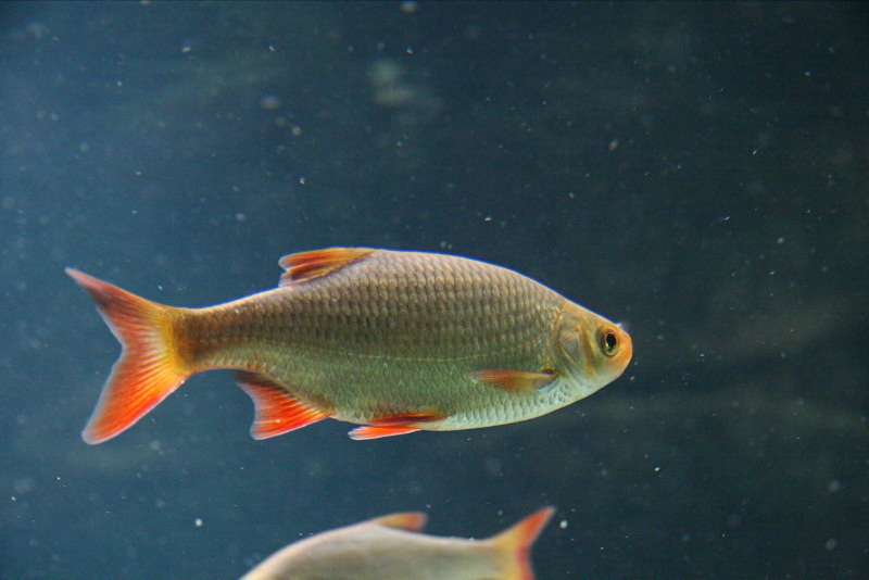 Красноперка рыба. образ жизни и среда обитания красноперки | животный мир
