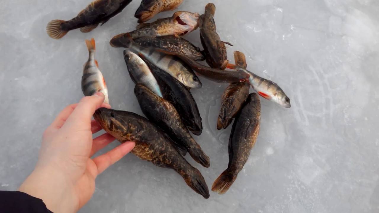 Рыбалка на ротана зимой: выбор снасти и наживки, когда лучше клюет при ловле со льда