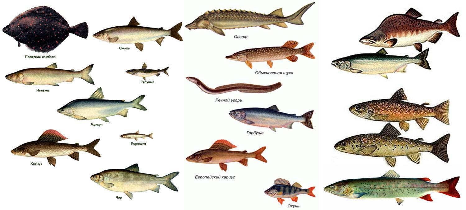 Рыбы Сибири и Дальнего Востока России — виды и рыбалка