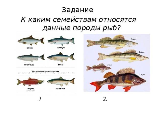 Прудовое рыбоводство: как правильно организовать? — cельхозпортал
