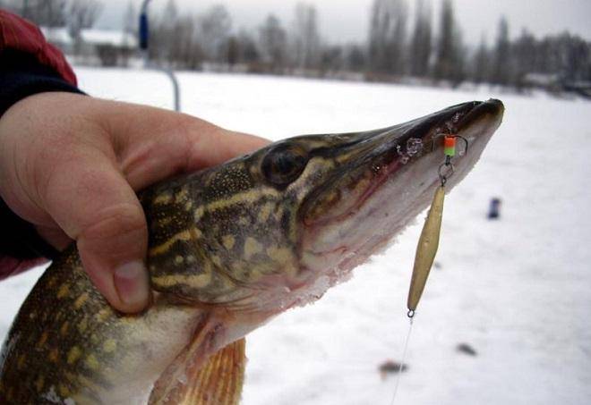 Ловля щуки на жерлицы зимой на водохранилище – все о рыбалке