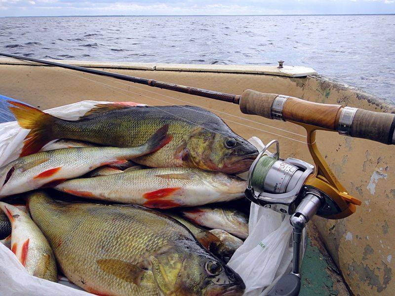 Рыбалка в приозёрском районе. рыболовный форум и отчеты