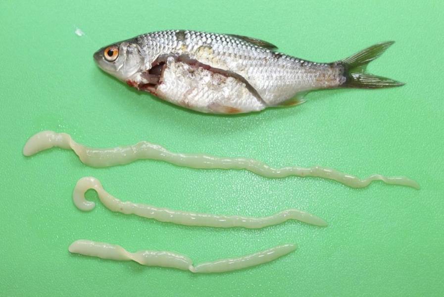 Солитер в рыбе - как выглядит паразит, опасен ли он для человека, можно ли есть зараженную рыбу