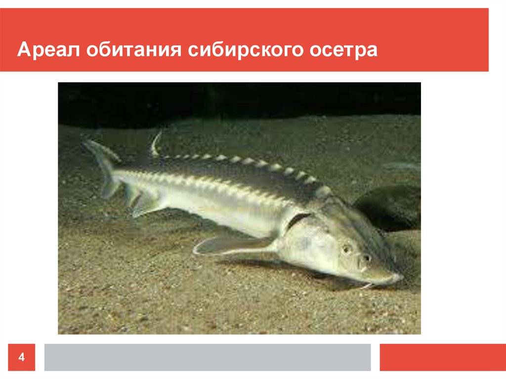 Рыба осетр: как выглядит, где обитает и сколько живет,основные виды семейства осетровых