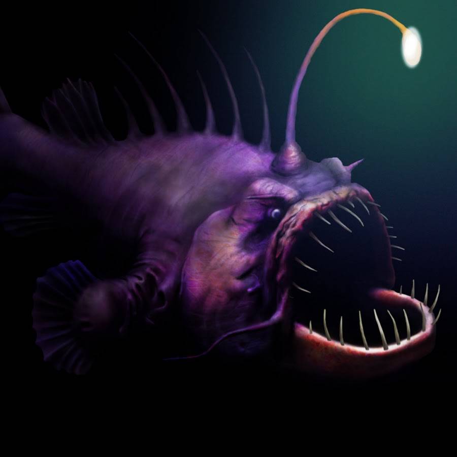 Глубоководная рыба с фонариком: где обитает и как называется