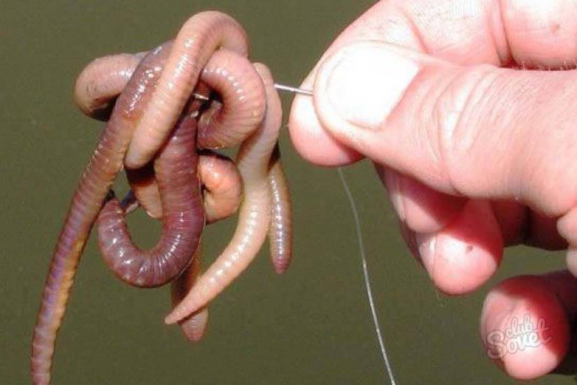 Как успешно ловить рыбу с живыми червями: 20-летний опыт рыбака