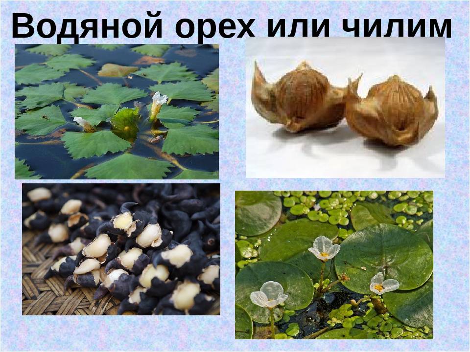 Чилим - водяной орех | полезные растения