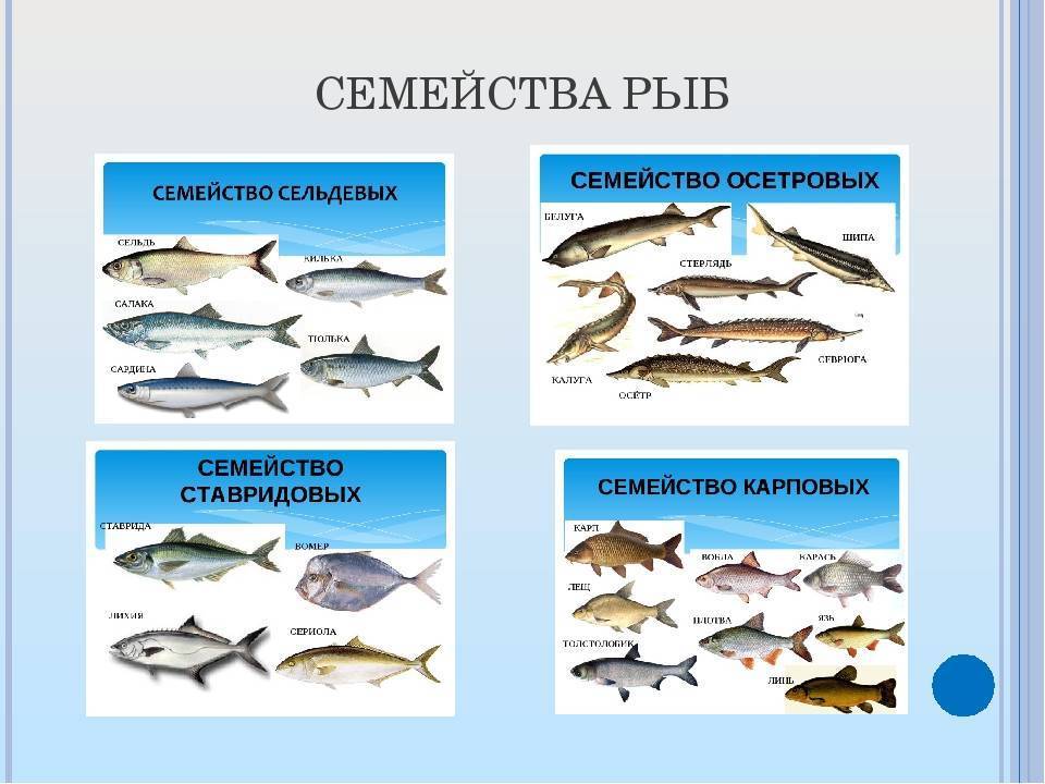 Название групп рыб. Семейства промысловых рыб таблица. Основные семейства промысловых рыб семейства тресковых. Классификация рыбы по семействам. Классификация видов рыб.