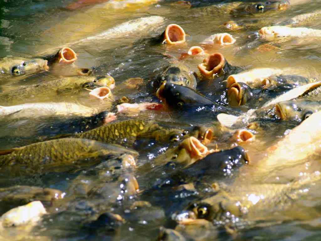 Влияние измененного гидрохимического режима водоема на жизнедеятельность рыб