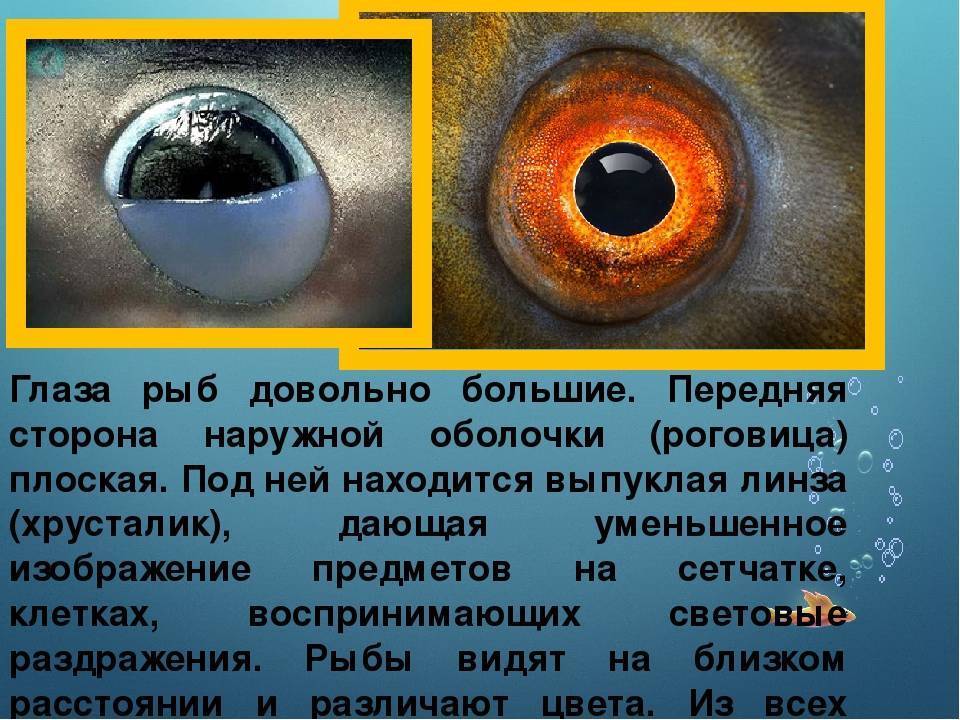 Какое значение имеют глаза у рыб
