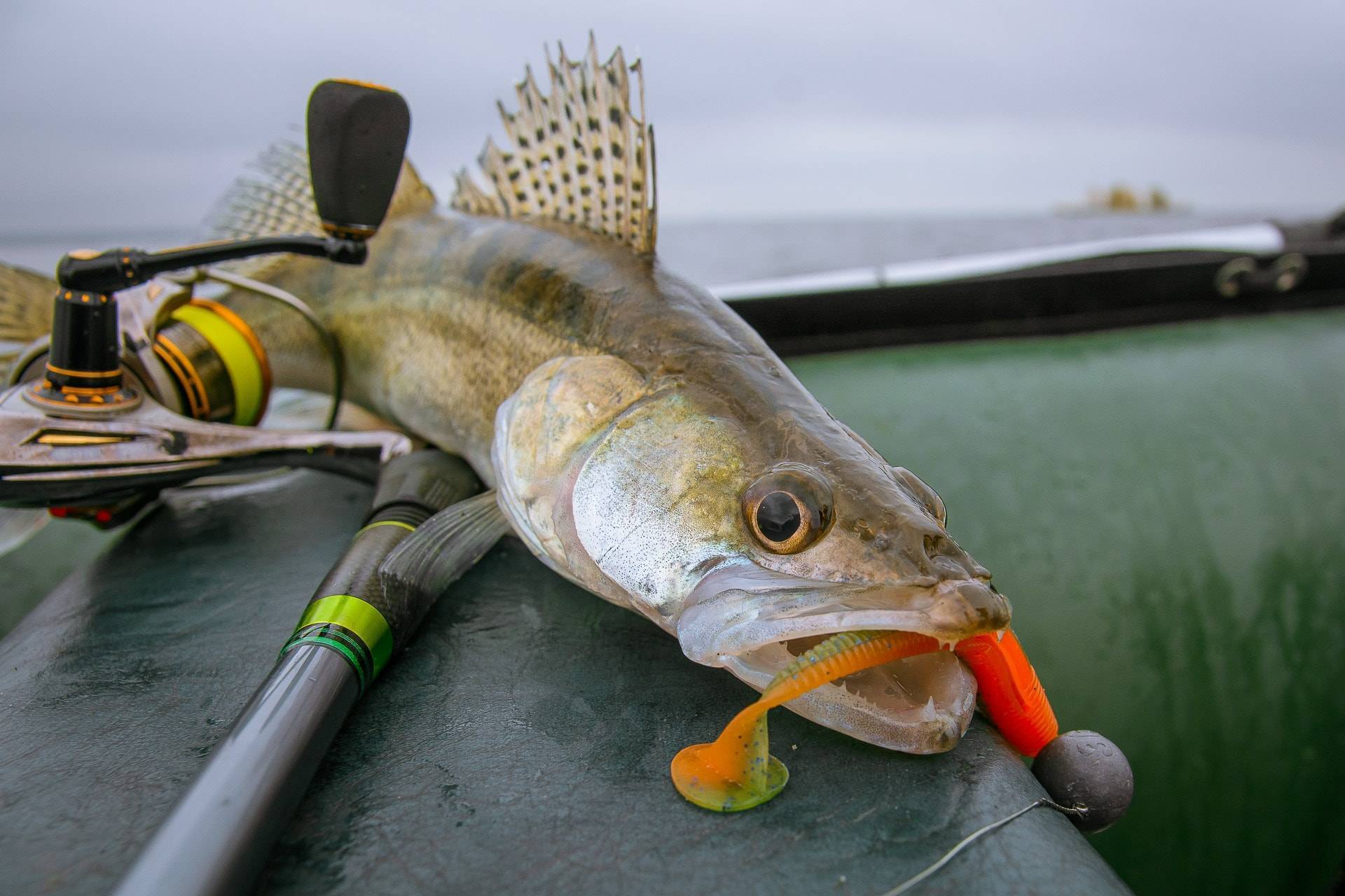 Рыбалка на спиннинг | спиннинг клаб - советы для начинающих рыбаков
ловля судака ночью на спиннинг: секреты и тонкости