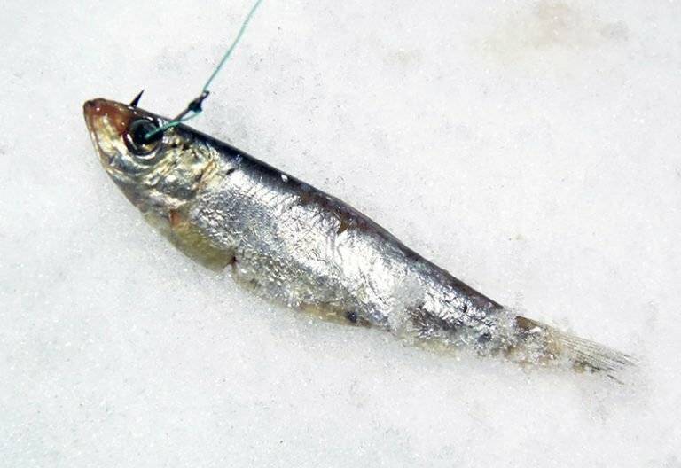 Рыбалка на судака зимой: лучшие снасти и методы ловли