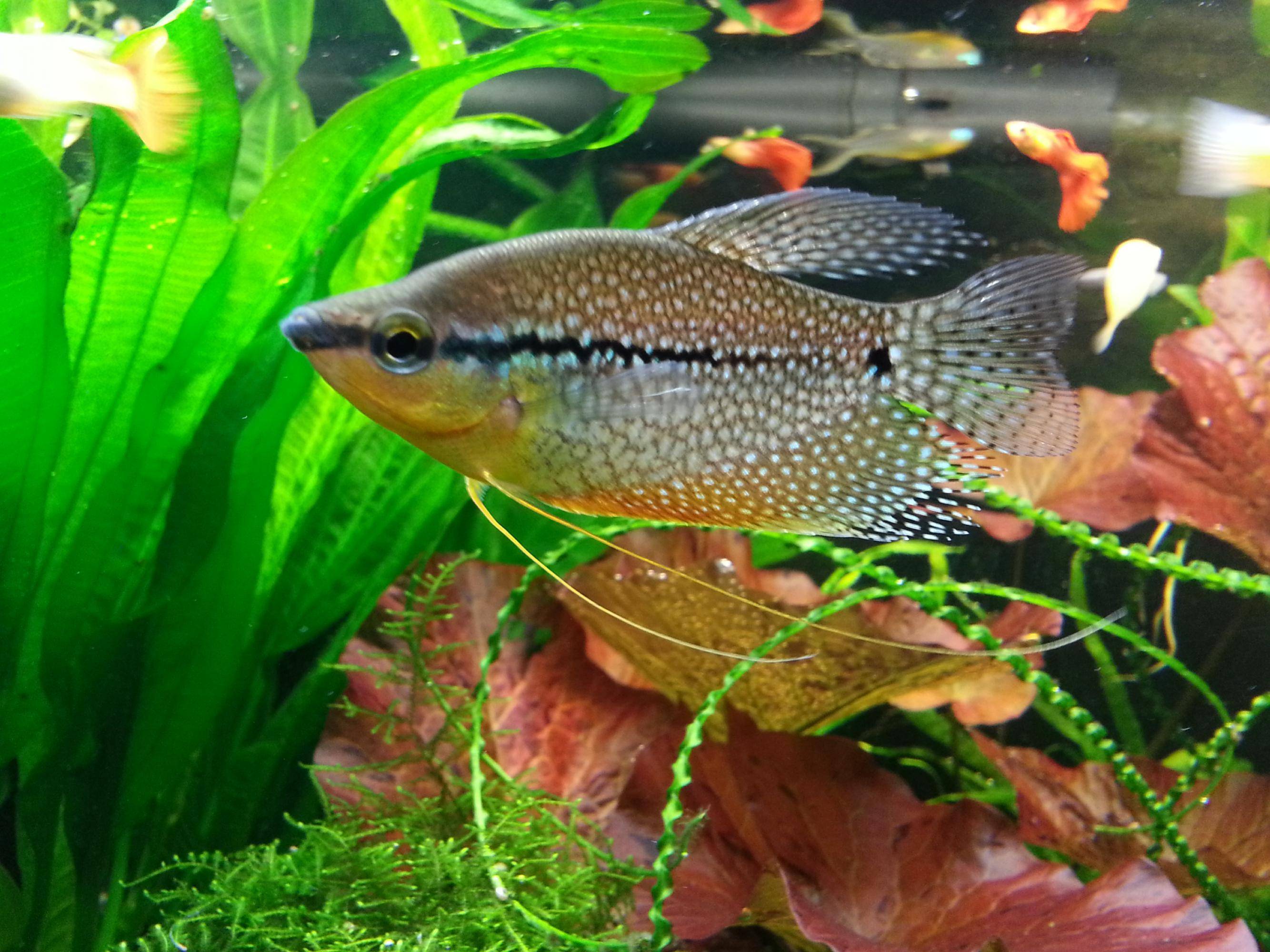 Аквариумная рыбка Гурами: размножение и описание вида, фото