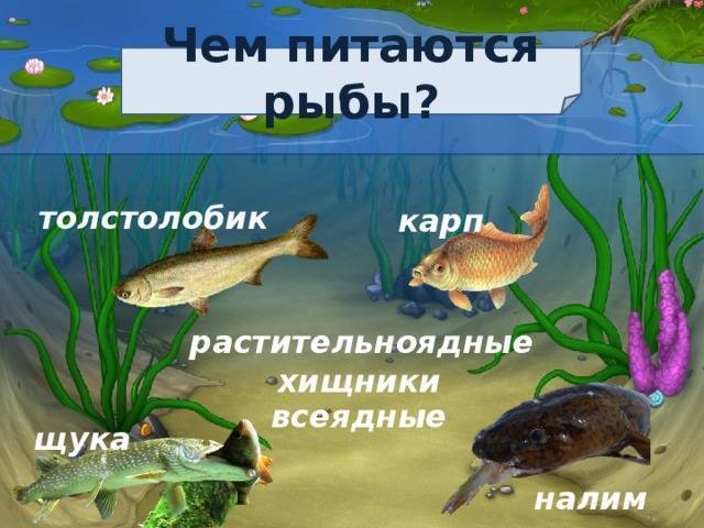 Рыбы