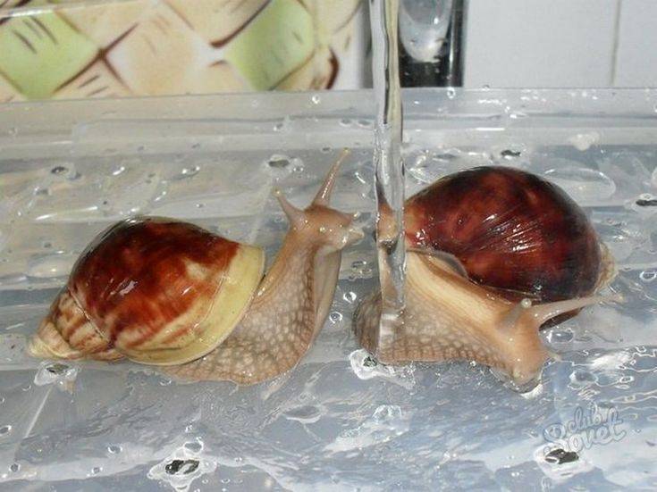 Ампулярия