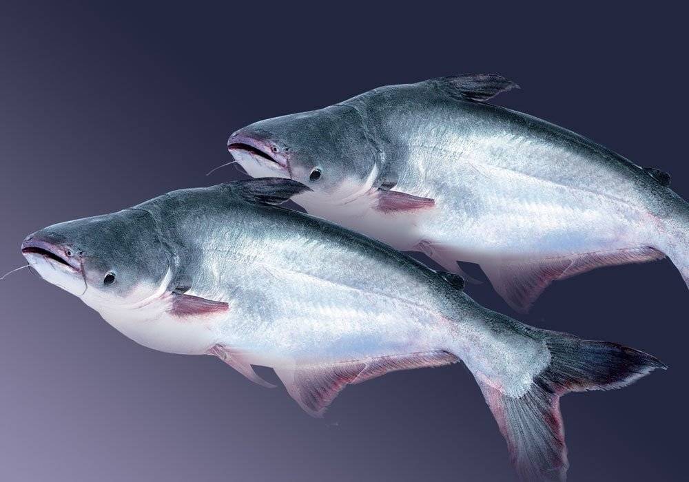 Пангасиус: польза и вред, жирная рыба или нет, калорийность, пищевая ценность