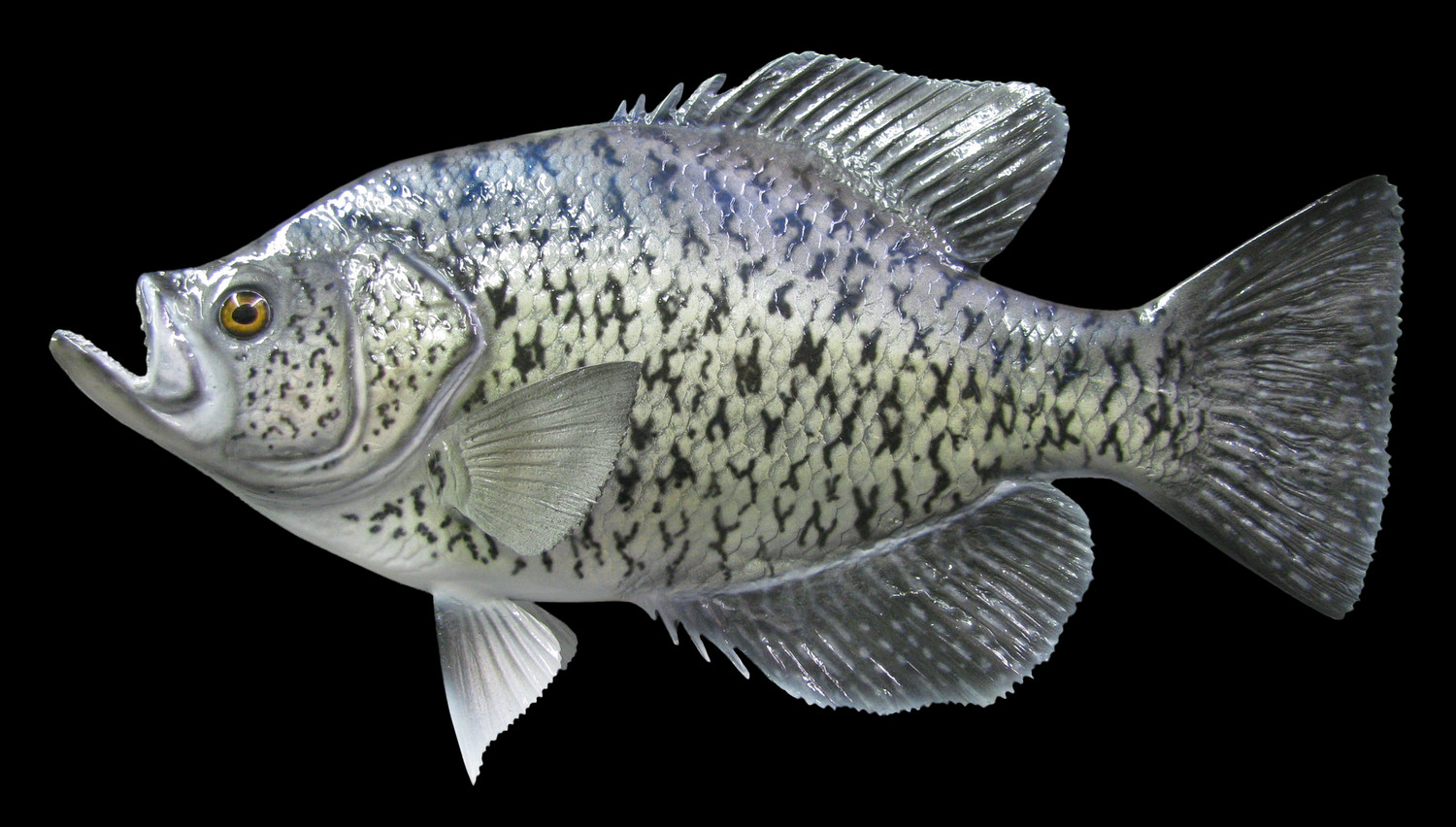 Рыба сайка - описание, вид, снасти, ловля, приманки