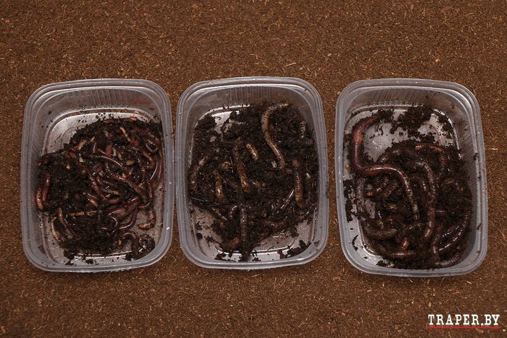 Разведение червей в домашних условиях (фото): что, зачем и как? секреты успешного разведения червей дома