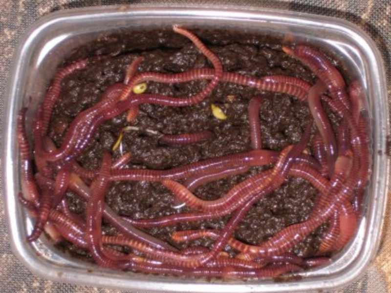 Разведение червей в домашних условиях для рыбалки: как разводить, чем подкармливать при выращивании