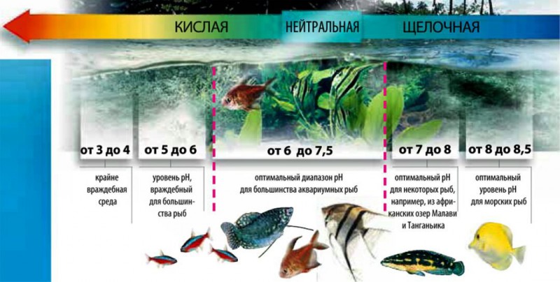 Температура воды в аквариуме для рыбок: какая должна быть