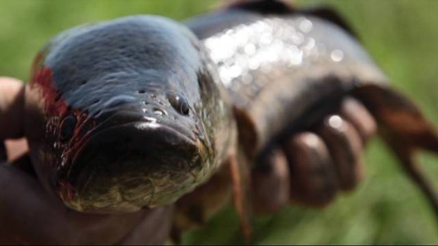 Ловля змееголова в апреле - читайте на сatcher.fish