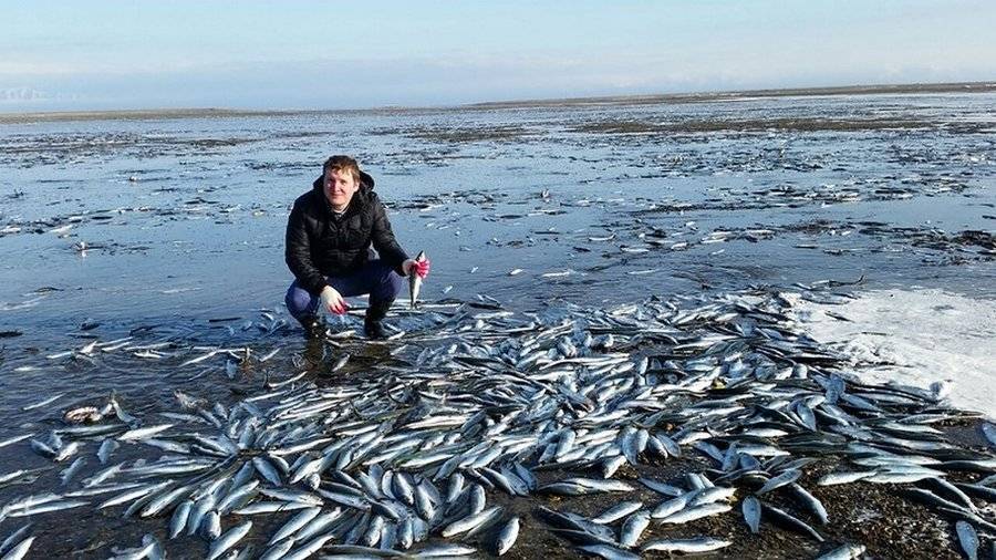 Рыбы амурского залива приморского края фото с названиями