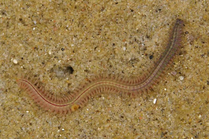 Морские многощетинковые черви (полихеты): форма тела и строение, размножение, практическое значение