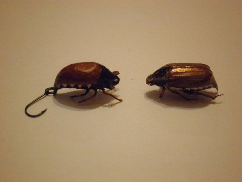 Польза и вред от майского жука, фото, описание, как избавиться от личинок