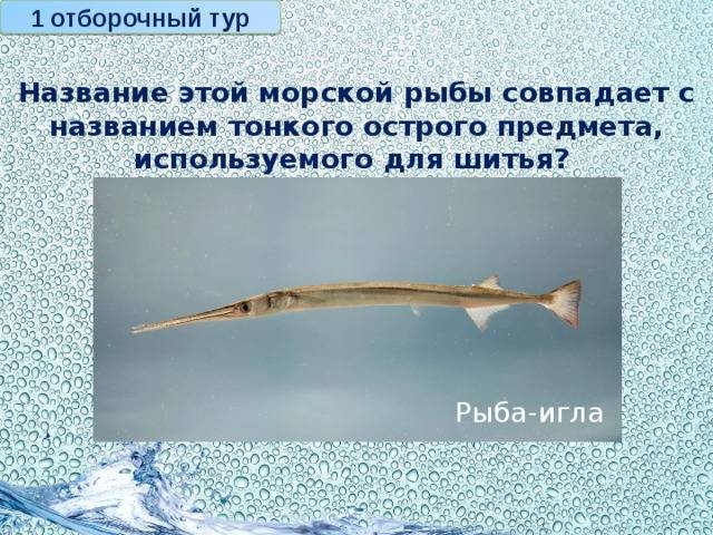 Рыба игла съедобная или нет. черноморская рыба-игла. виды и места обитания саргана