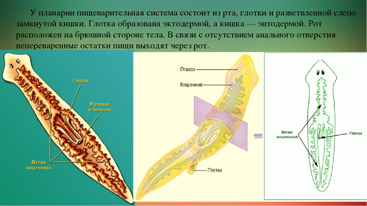 Планария тип. Планария дугезия. Органы пищеварительной системы белой планарии. Молочная планария пищеварительная система. Молочная планария строение внутренних органов.