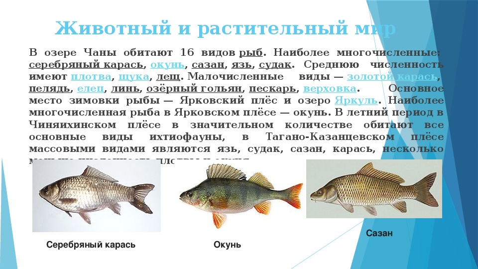Описание озера чаны. крупнейшее озеро западной сибири :: syl.ru