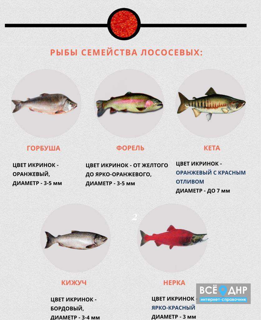 Красная рыба какие виды. Рыба семейства лососевых с белым мясом название. Красная рыба названия список. Семейство лососевых рыб список. Семейство рыб лососи вых.