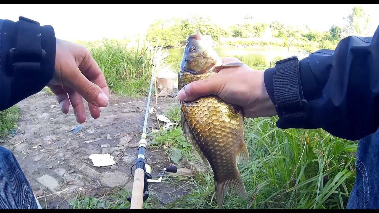 Рыбалка на карпа в июле