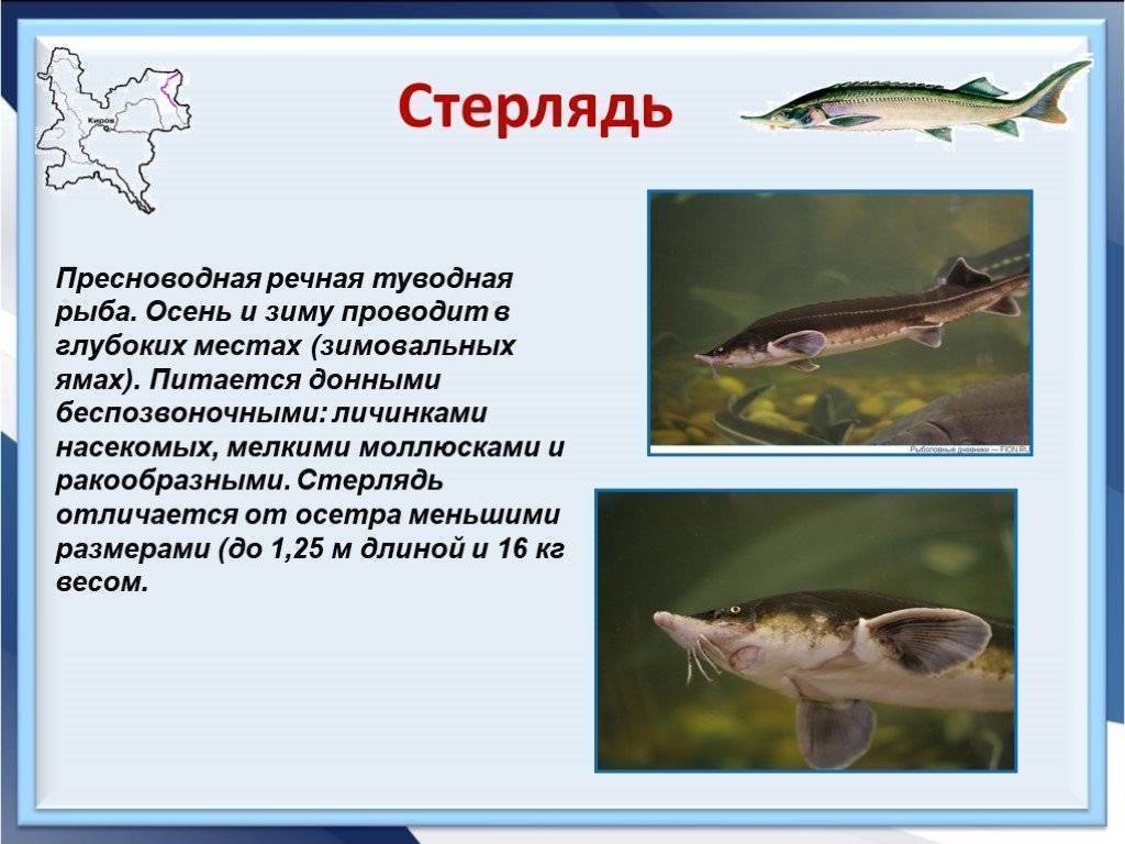 Рыба фугу: как выглядит, чем опасна, где обитает