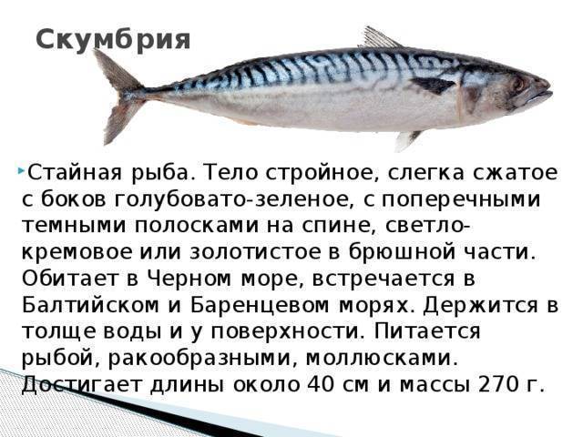 Рыба скумбрия: среда обитания. морская или речная это рыба?