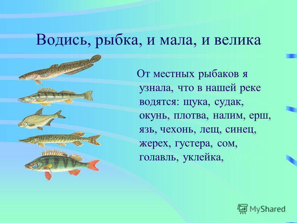 Жерех — распространенная рыба наших рек, но вот добыть его под силу далеко не каждому