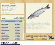 Сингиль фото и описание – каталог рыб, смотреть онлайн