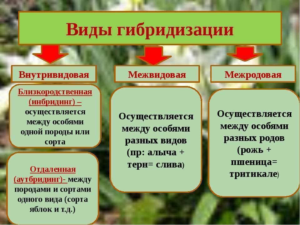 Описание методов селекции растений