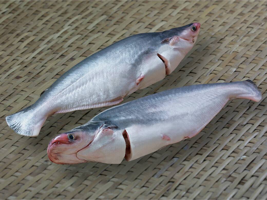 Пангасиус: что за рыба, как готовить, фото, где водится, гдже выращивают, польза и вред