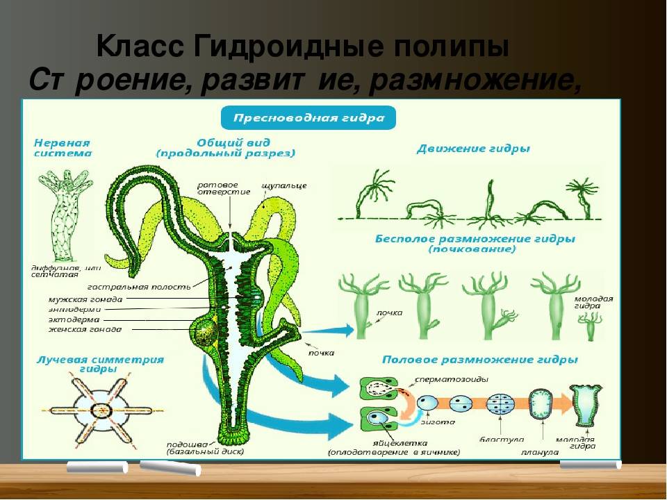 Биология 7 класс размножение. Гидра биология строение. Гидра Пресноводная строение. Жизненный цикл гидры пресноводной. Строение гидры пресноводной размножение.