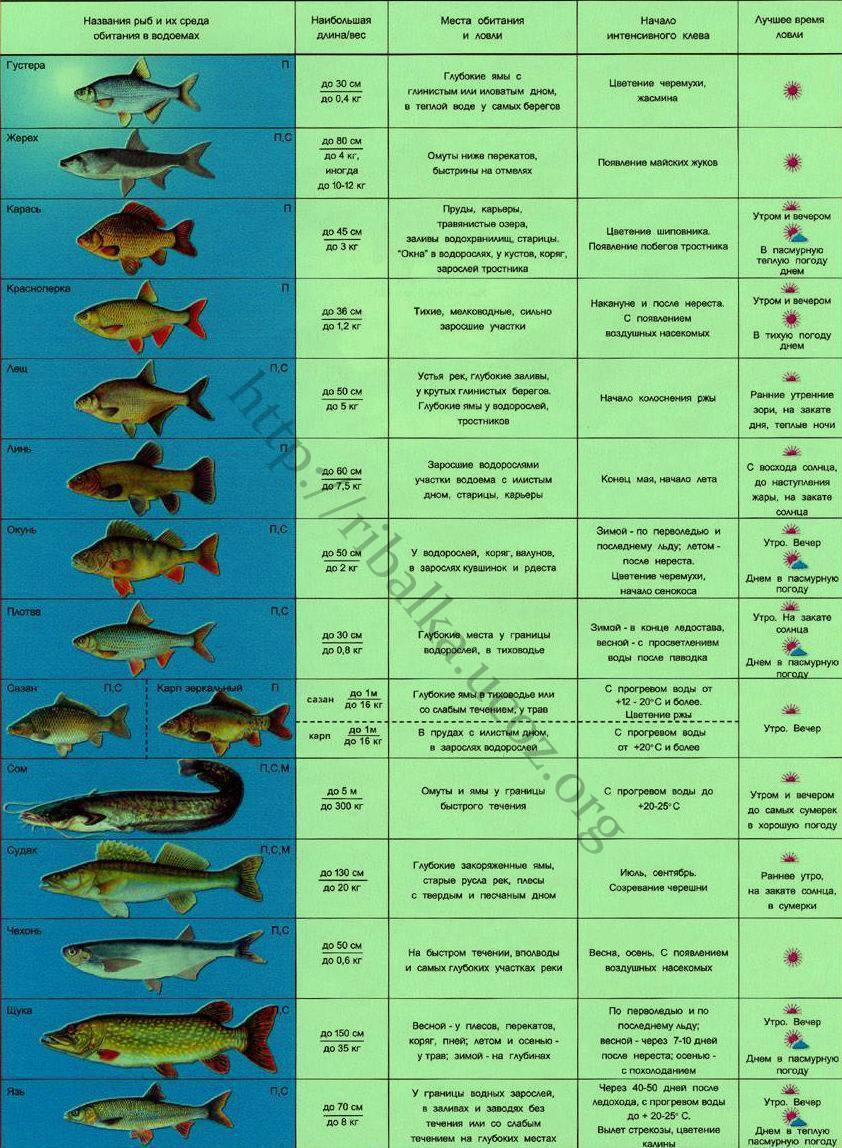 Плохой клев рыбы. почему не клюёт. 8 причин отсутствия клева и как с ними бороться