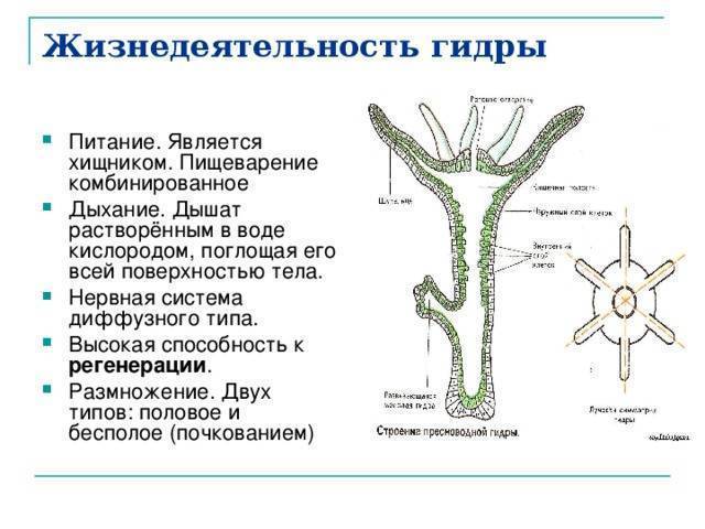 К какому типу относят животное изображенное на рисунке что обозначено цифрами 1 и 2 гидра