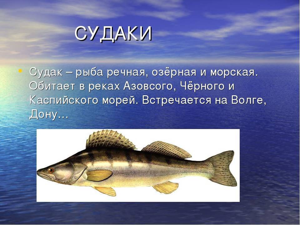 Судак: рыба судак фото и описание, нерест, способы ловли, образ жизни, приманки, прикормки, блюда из судака