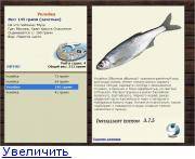 Рыба уклейка – описание, фото, краткая информация