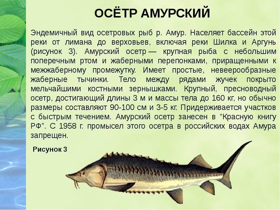Рыба «Осётр русский» фото и описание