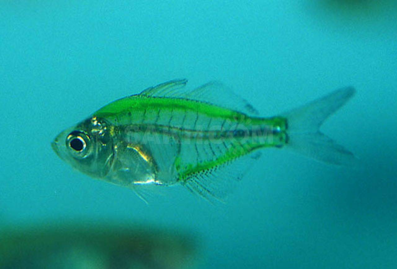 Стеклянный окунь — аквариумная рыбка