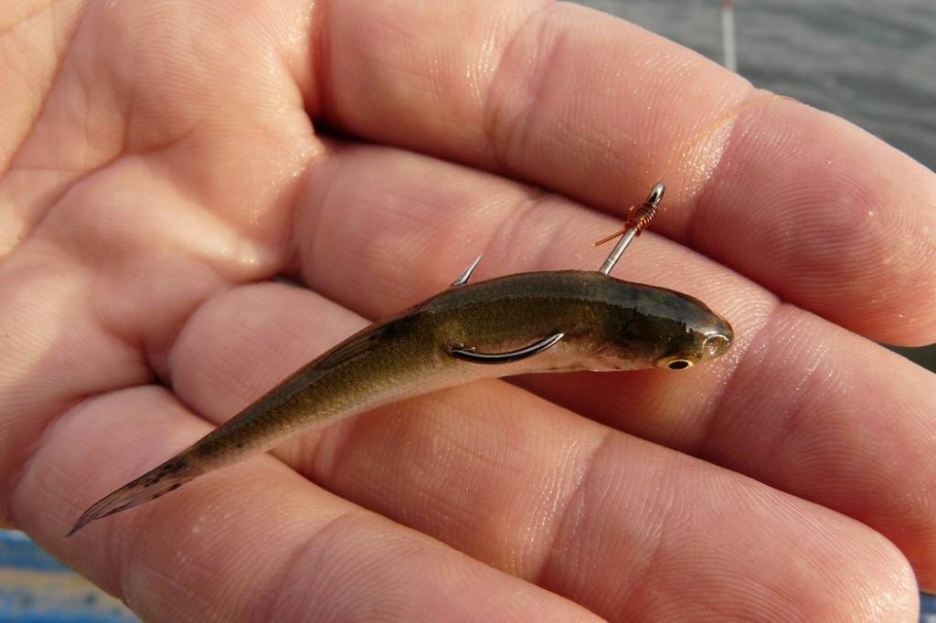 Ловля окуня на живца осенью: как ловить на удочку, сколько живет рыба