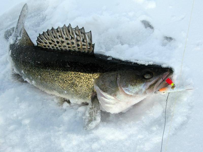 Что нужно для зимней рыбалки для начинающих: советы для новичков